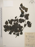 中文名:烏臼(S079323)學名:Sapium sebiferum (L.) Roxb.(S079323)中文別名:木油樹