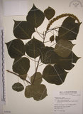 中文名:烏臼(S079556)學名:Sapium sebiferum (L.) Roxb.(S079556)中文別名:木油樹