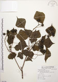 中文名:烏臼(S081506)學名:Sapium sebiferum (L.) Roxb.(S081506)中文別名:木油樹