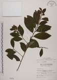 中文名:土密樹(S001572)學名:Bridelia tomentosa Blume(S001572)英文名:Pikpoktsai Bridelia