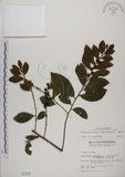 中文名:土密樹(S001573)學名:Bridelia tomentosa Blume(S001573)英文名:Pikpoktsai Bridelia