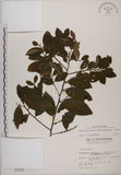 中文名:土密樹(S001575)學名:Bridelia tomentosa Blume(S001575)英文名:Pikpoktsai Bridelia