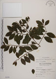 中文名:土密樹(S001576)學名:Bridelia tomentosa Blume(S001576)英文名:Pikpoktsai Bridelia