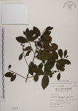 中文名:土密樹(S001577)學名:Bridelia tomentosa Blume(S001577)英文名:Pikpoktsai Bridelia