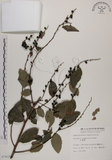 中文名:土密樹(S007410)學名:Bridelia tomentosa Blume(S007410)英文名:Pikpoktsai Bridelia