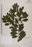 中文名:土密樹(S011933)學名:Bridelia tomentosa Blume(S011933)英文名:Pikpoktsai Bridelia