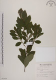 中文名:土密樹(S011935)學名:Bridelia tomentosa Blume(S011935)英文名:Pikpoktsai Bridelia