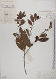 中文名:土密樹(S029580)學名:Bridelia tomentosa Blume(S029580)英文名:Pikpoktsai Bridelia