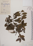 中文名:土密樹(S033697)學名:Bridelia tomentosa Blume(S033697)英文名:Pikpoktsai Bridelia