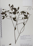 中文名:土密樹(S034158)學名:Bridelia tomentosa Blume(S034158)英文名:Pikpoktsai Bridelia