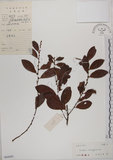 中文名:土密樹(S044495)學名:Bridelia tomentosa Blume(S044495)英文名:Pikpoktsai Bridelia