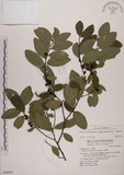 中文名:土密樹(S048405)學名:Bridelia tomentosa Blume(S048405)英文名:Pikpoktsai Bridelia