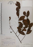中文名:土密樹(S067549)學名:Bridelia tomentosa Blume(S067549)英文名:Pikpoktsai Bridelia