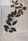 中文名:土密樹(S067550)學名:Bridelia tomentosa Blume(S067550)英文名:Pikpoktsai Bridelia