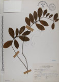 中文名:土密樹(S067551)學名:Bridelia tomentosa Blume(S067551)英文名:Pikpoktsai Bridelia
