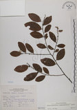 中文名:土密樹(S067552)學名:Bridelia tomentosa Blume(S067552)英文名:Pikpoktsai Bridelia