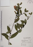 中文名:土密樹(S070241)學名:Bridelia tomentosa Blume(S070241)英文名:Pikpoktsai Bridelia