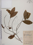 中文名:土密樹(S078577)學名:Bridelia tomentosa Blume(S078577)英文名:Pikpoktsai Bridelia