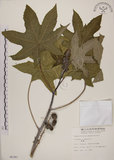 中文名:蓖麻(S006383)學名:Ricinus communis L.(S006383)中文別名:紅麻英文名:Castor Bean