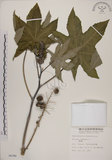 中文名:蓖麻(S006384)學名:Ricinus communis L.(S006384)中文別名:紅麻英文名:Castor Bean