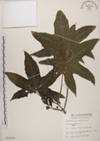 中文名:蓖麻(S010236)學名:Ricinus communis L.(S010236)中文別名:紅麻英文名:Castor Bean