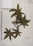 中文名:蓖麻(S010237)學名:Ricinus communis L.(S010237)中文別名:紅麻英文名:Castor Bean