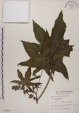 中文名:蓖麻(S010238)學名:Ricinus communis L.(S010238)中文別名:紅麻英文名:Castor Bean