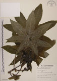 中文名:蓖麻(S010239)學名:Ricinus communis L.(S010239)中文別名:紅麻英文名:Castor Bean