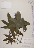 中文名:蓖麻(S010240)學名:Ricinus communis L.(S010240)中文別名:紅麻英文名:Castor Bean