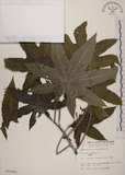 中文名:蓖麻(S010241)學名:Ricinus communis L.(S010241)中文別名:紅麻英文名:Castor Bean