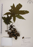 中文名:蓖麻(S015264)學名:Ricinus communis L.(S015264)中文別名:紅麻英文名:Castor Bean