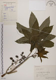 中文名:蓖麻(S057761)學名:Ricinus communis L.(S057761)中文別名:紅麻英文名:Castor Bean