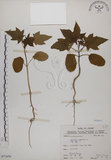 中文名:蓖麻(S071656)學名:Ricinus communis L.(S071656)中文別名:紅麻英文名:Castor Bean