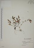 中文名:伊澤山龍膽(S036449)學名:Gentiana itzershanensis T. S. Liu & C. C. Kuo(S036449)