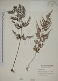 中文名:烏蕨(P000565)學名:Sphenomeris chusana (L.) Copel.(P000565)中文別名:孔雀尾