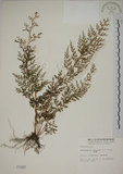 中文名:烏蕨(P001997)學名:Sphenomeris chusana (L.) Copel.(P001997)中文別名:孔雀尾