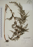 中文名:烏蕨(P002108)學名:Sphenomeris chusana (L.) Copel.(P002108)中文別名:孔雀尾