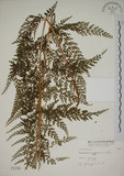 中文名:烏蕨(P002109)學名:Sphenomeris chusana (L.) Copel.(P002109)中文別名:孔雀尾