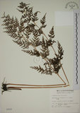 中文名:烏蕨(P002520)學名:Sphenomeris chusana (L.) Copel.(P002520)中文別名:孔雀尾