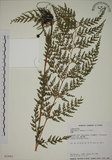 中文名:烏蕨(P002993)學名:Sphenomeris chusana (L.) Copel.(P002993)中文別名:孔雀尾