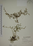 中文名:過山龍(P000589)學名:Lycopodium cernuum L.(P000589)中文別名:伸筋草英文名:Staghorn clubmoss