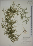 中文名:過山龍(P000590)學名:Lycopodium cernuum L.(P000590)中文別名:伸筋草英文名:Staghorn clubmoss