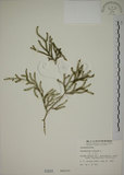 中文名:過山龍(P000591)學名:Lycopodium cernuum L.(P000591)中文別名:伸筋草英文名:Staghorn clubmoss