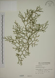 中文名:過山龍(P000594)學名:Lycopodium cernuum L.(P000594)中文別名:伸筋草英文名:Staghorn clubmoss