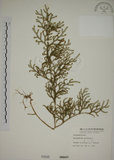 中文名:過山龍(P000595)學名:Lycopodium cernuum L.(P000595)中文別名:伸筋草英文名:Staghorn clubmoss