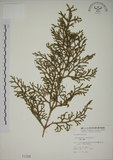 中文名:過山龍(P001108)學名:Lycopodium cernuum L.(P001108)中文別名:伸筋草英文名:Staghorn clubmoss