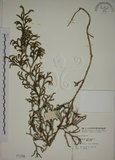 中文名:過山龍(P001109)學名:Lycopodium cernuum L.(P001109)中文別名:伸筋草英文名:Staghorn clubmoss