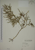 中文名:過山龍(P001110)學名:Lycopodium cernuum L.(P001110)中文別名:伸筋草英文名:Staghorn clubmoss