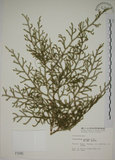 中文名:過山龍(P001945)學名:Lycopodium cernuum L.(P001945)中文別名:伸筋草英文名:Staghorn clubmoss
