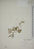 中文名:過山龍(P002025)學名:Lycopodium cernuum L.(P002025)中文別名:伸筋草英文名:Staghorn clubmoss
